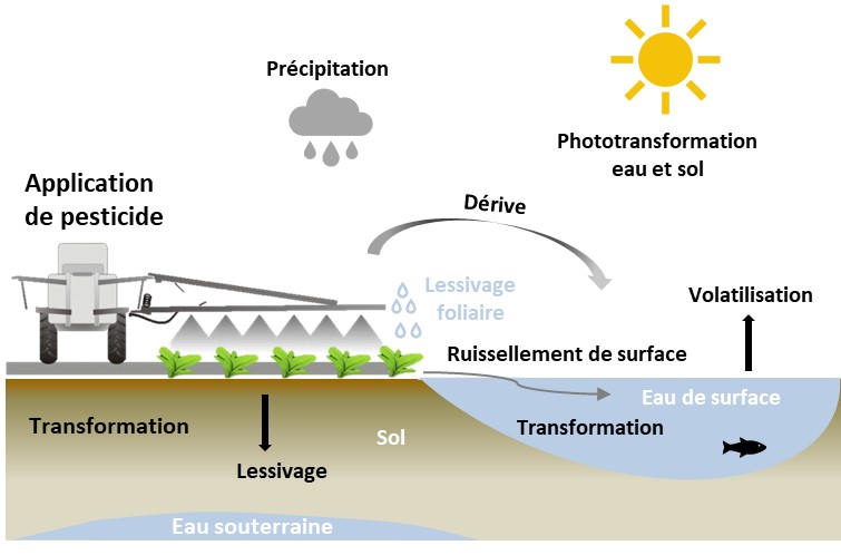 Le Retour Temporaire des Pesticides : Un Équilibre Pragmatique pour les Agriculteurs Français